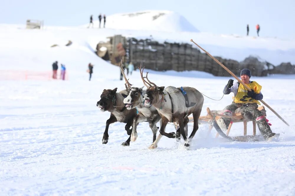 якорь для собачьей упряжки. оленья упряжка и каюр. хорей у ненцев. остол шест каюра. день оленевода на ямале.