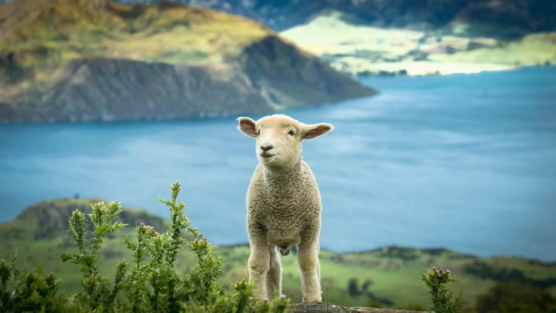 Фауна новой Зеландии. Новая Зеландия природа и животный мир. Новая Зеландия природа животные. Животный и растительный мир новой Зеландии.