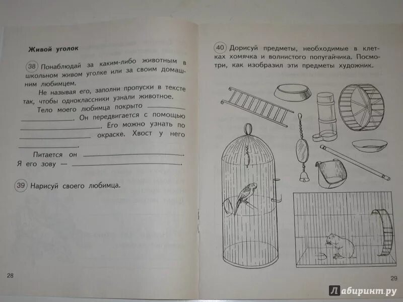 Предметы используемые для ухода за домашними питомцами. Предметы для ухода за животными живого уголка. предметы для ухода за животными живого уголка 1 класс. предметы для ухода за животными живого уголка окружающий. предметы для ухода за животными живого уголка рыбки.