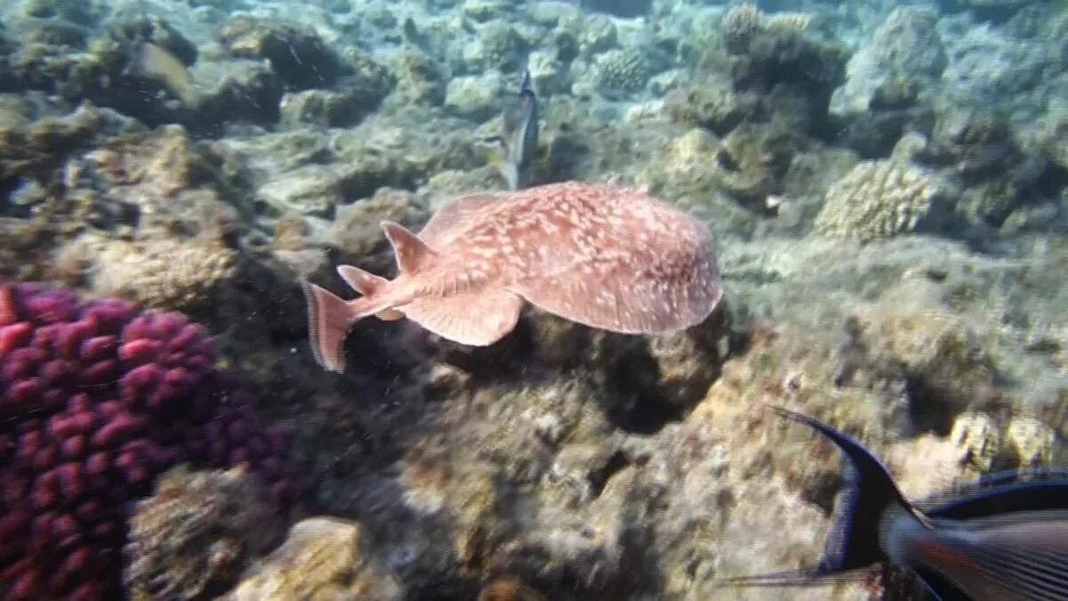 Скат электрический Torpedo. Скаты красного моря. Мраморный электрический Скат. Рыба торпеда.