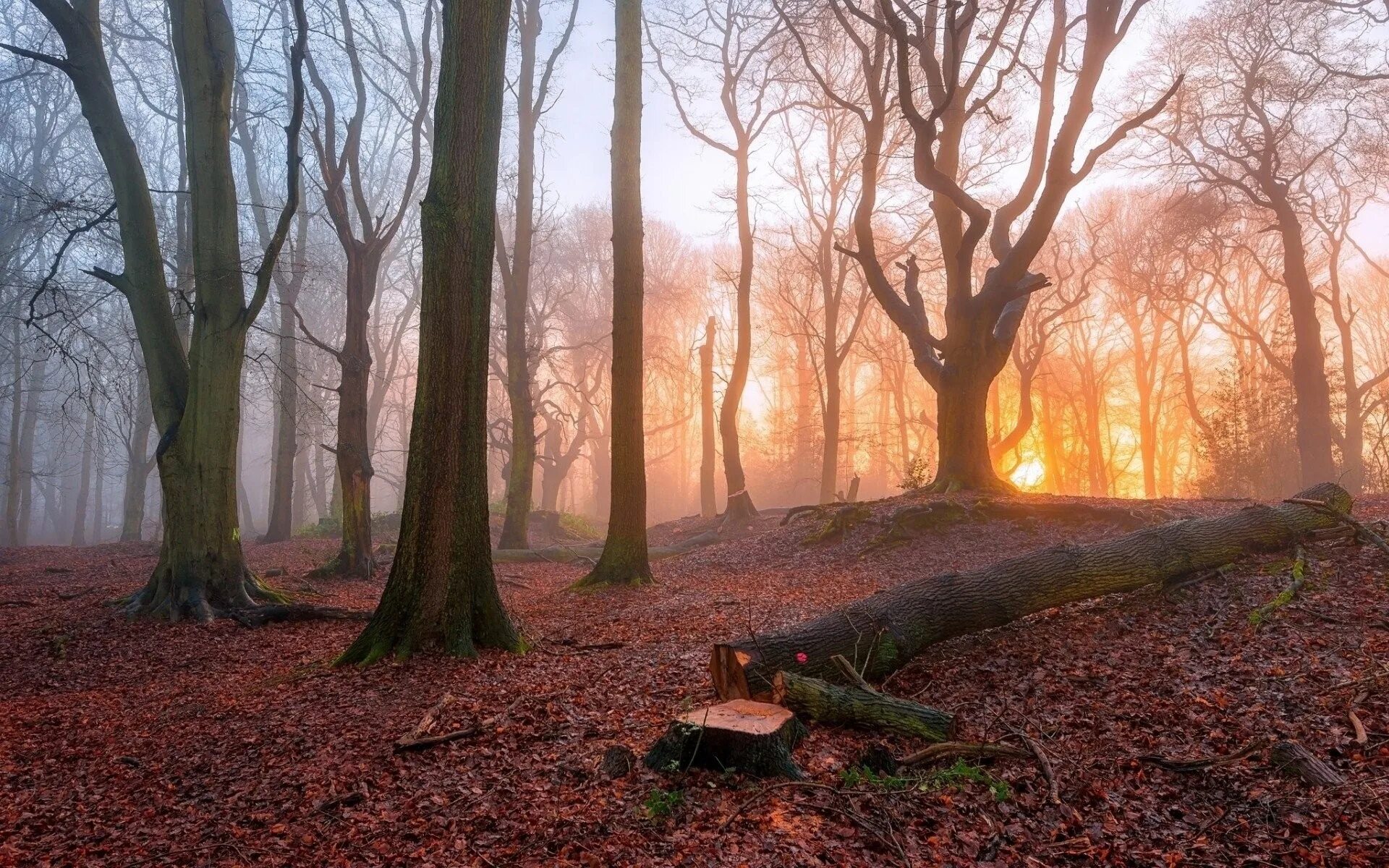 Fallen forest
