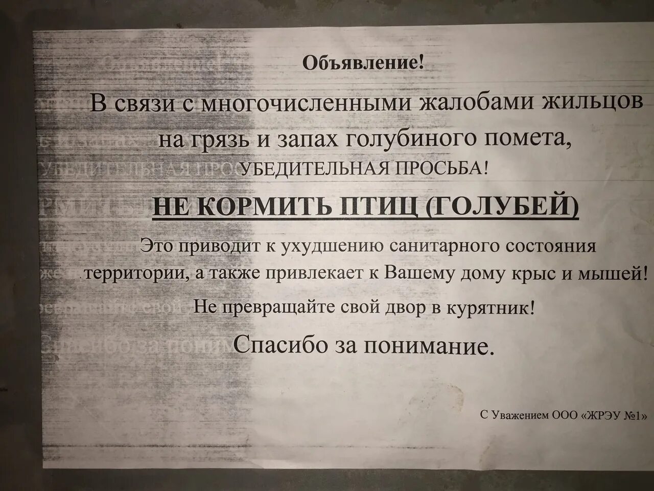 Соседи воняют. Не кормите голубей объявление. Объявление о запрете кормления птиц. Объявление о запрете кормления голубей. Объявление не кормить птиц.