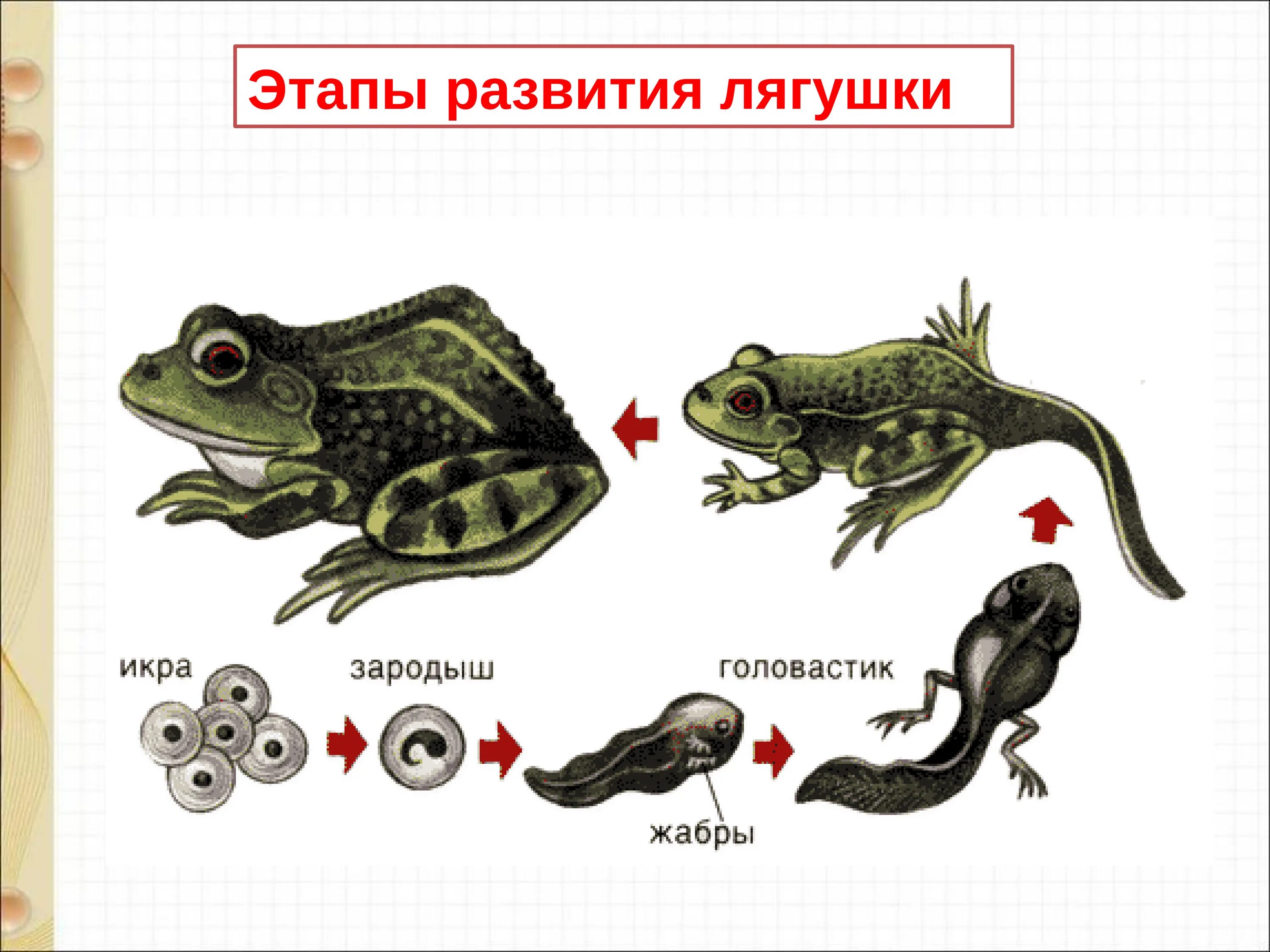 Суждения о земноводных