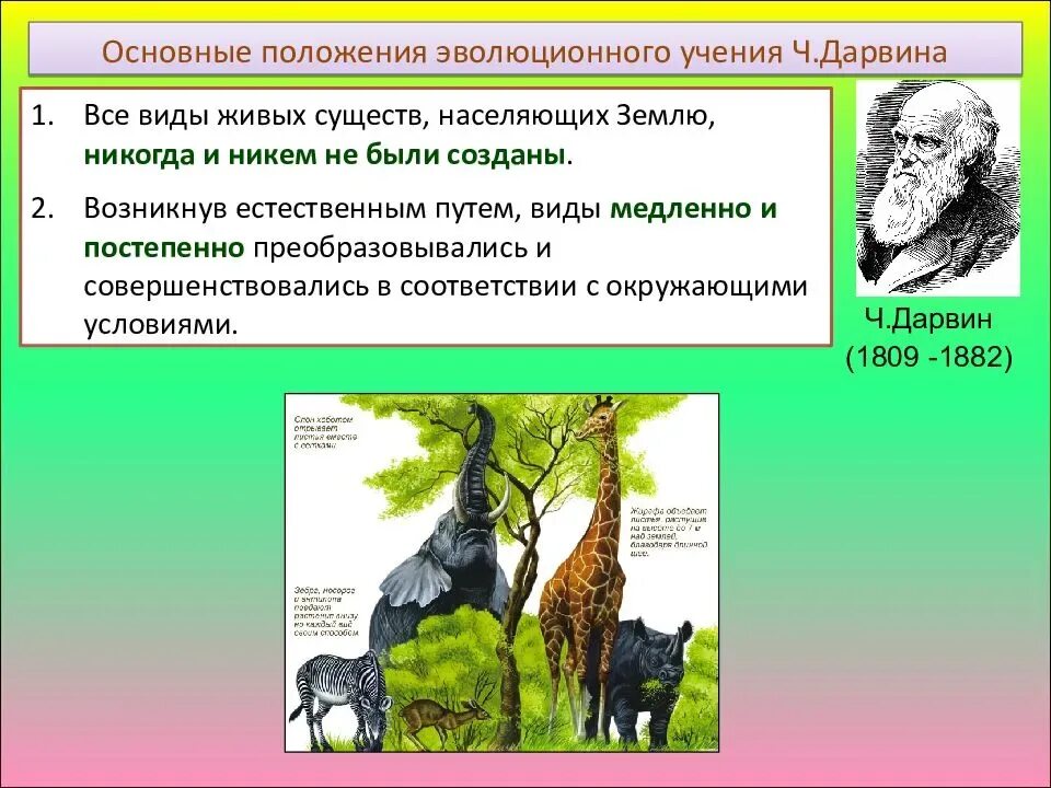 Создание эволюционной теории. Основные принципы эволюции теории чарльза дарвина. теория эволюции органического мира ч дарвина. положения эволюционной теории ч. дарвина. основные положения синтетической теории эволюции и эволюция дарвина.