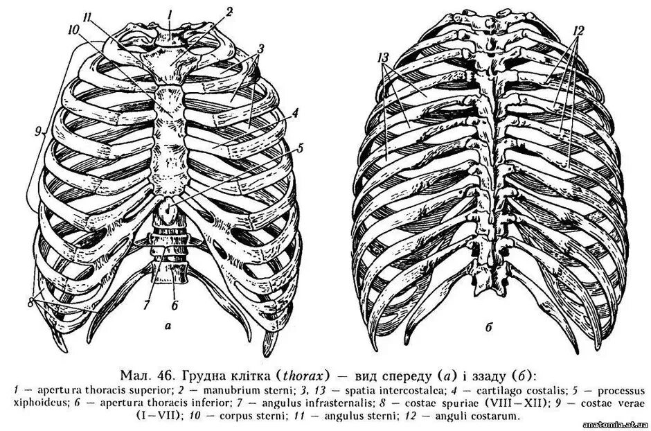 Сколько ребер на 1 стороне. Строение грудной клетки спереди. Грудная клетка с ребрами и грудиной. Ребра анатомия. Ребра и Грудина анатомия строение.