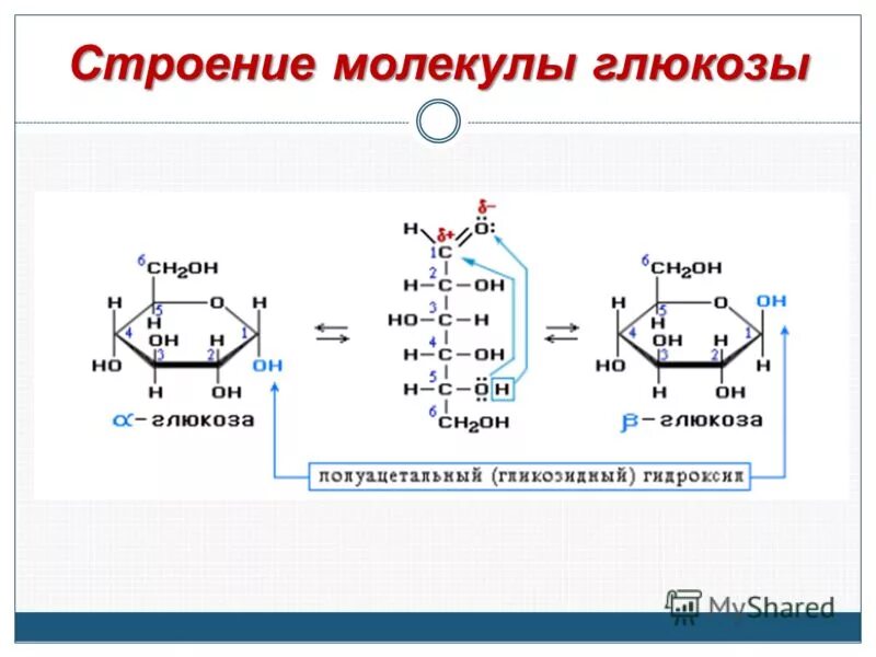 Сахароза биологическая роль. Строение Глюкозы формула. Строение молекулы Глюкозы химия.