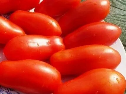 Томат танцующие зеленые пальчики отзывы