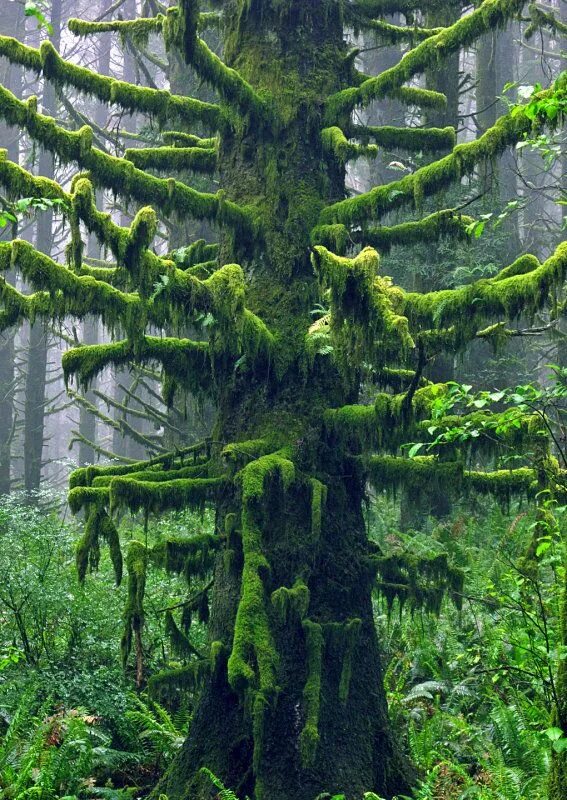 Ancient trees