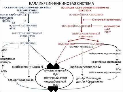 Брадикинин простагландины
