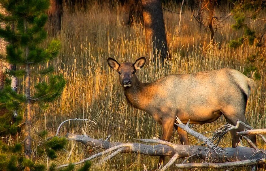 Олени в джунглях. Фауна канады. Звери норвегии. Современная фауна. Флора и фауна сицилии.