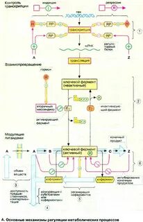 Схема гуморальной регуляции метаболизма