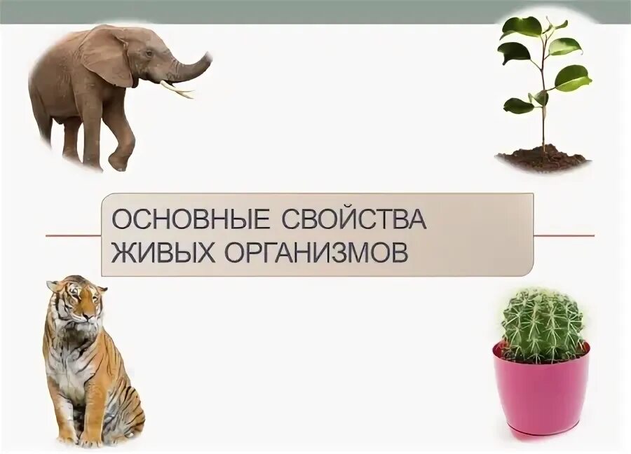 Свойства живых организмов рост и развитие. Рост и развитие свойства живых организмов. свойства живого картинки. все свойства живых организмов 9 класс огэ.