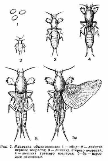 Медведка какое развитие. Медведка насекомое стадии развития. Медведка обыкновенная стадии развития. Строение медведки схема. Тип окраски медведки.
