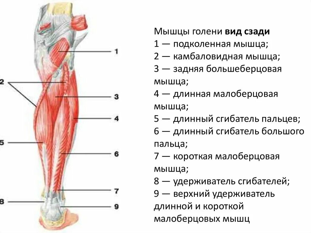 Мышцы голени анатомия задняя группа мышц. Мышцы нижней конечности область голени. Камбаловидная мышца голени анатомия.