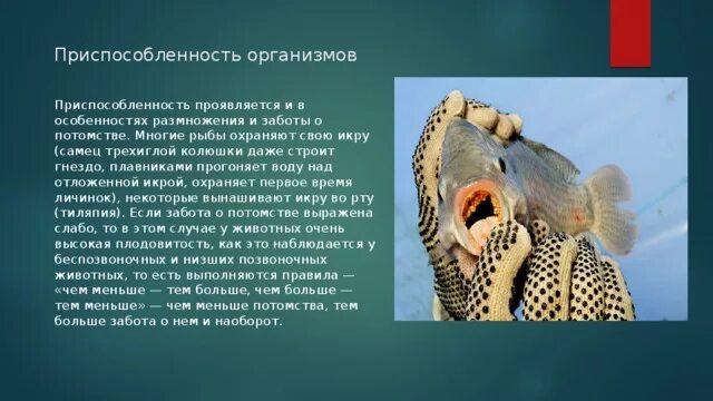 В чем проявляется приспособленность. В чем проявляется приспособленность