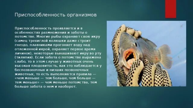 В чем выражается забота родителей о потомстве. Приспособленность организмов. Забота о потомстве примеры. Типы заботы о потомстве. Приспособленность организмов забота о потомстве.