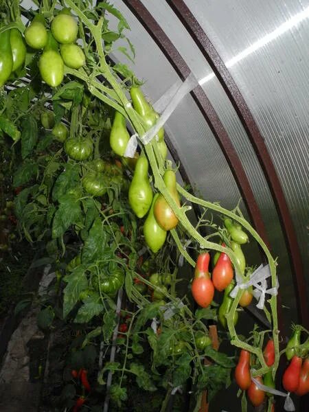 Томат морской конек. Томат золотое лукошко. Томат морской конек. Томат конек горбунок. Томат морской конек.