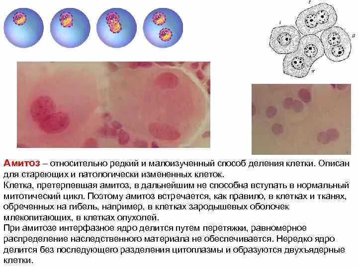 У какой клетки образуется клеточная перетяжка. Фрагментация амитоз. Амитоз раковые клетки. Амитоз в клетках эпителия мочевого пузыря. Деление клетки амитоз.