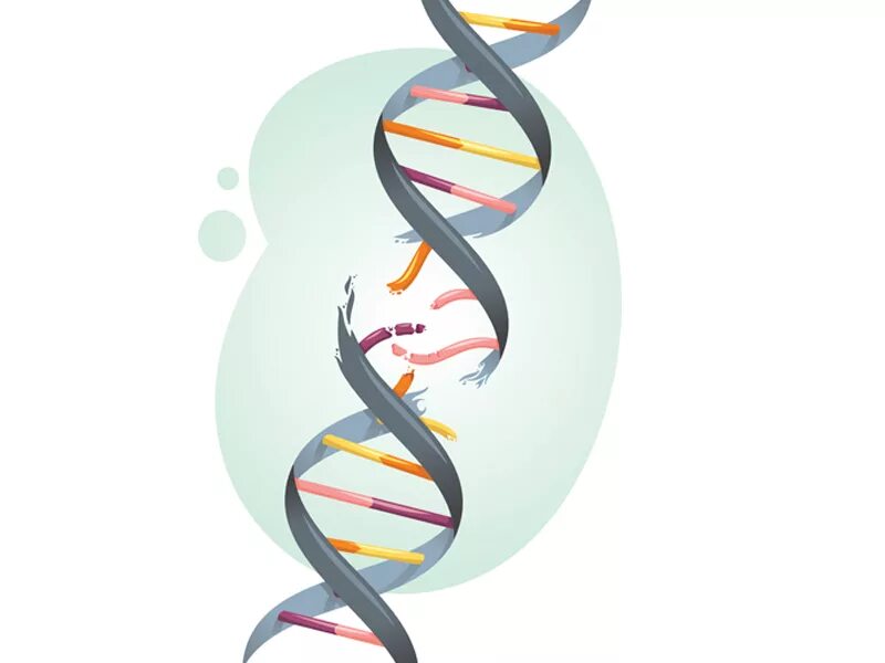 Разрывы цепи днк. Повреждение ДНК. Поврежденная ДНК. Разрыв ДНК. Разрушенная ДНК.