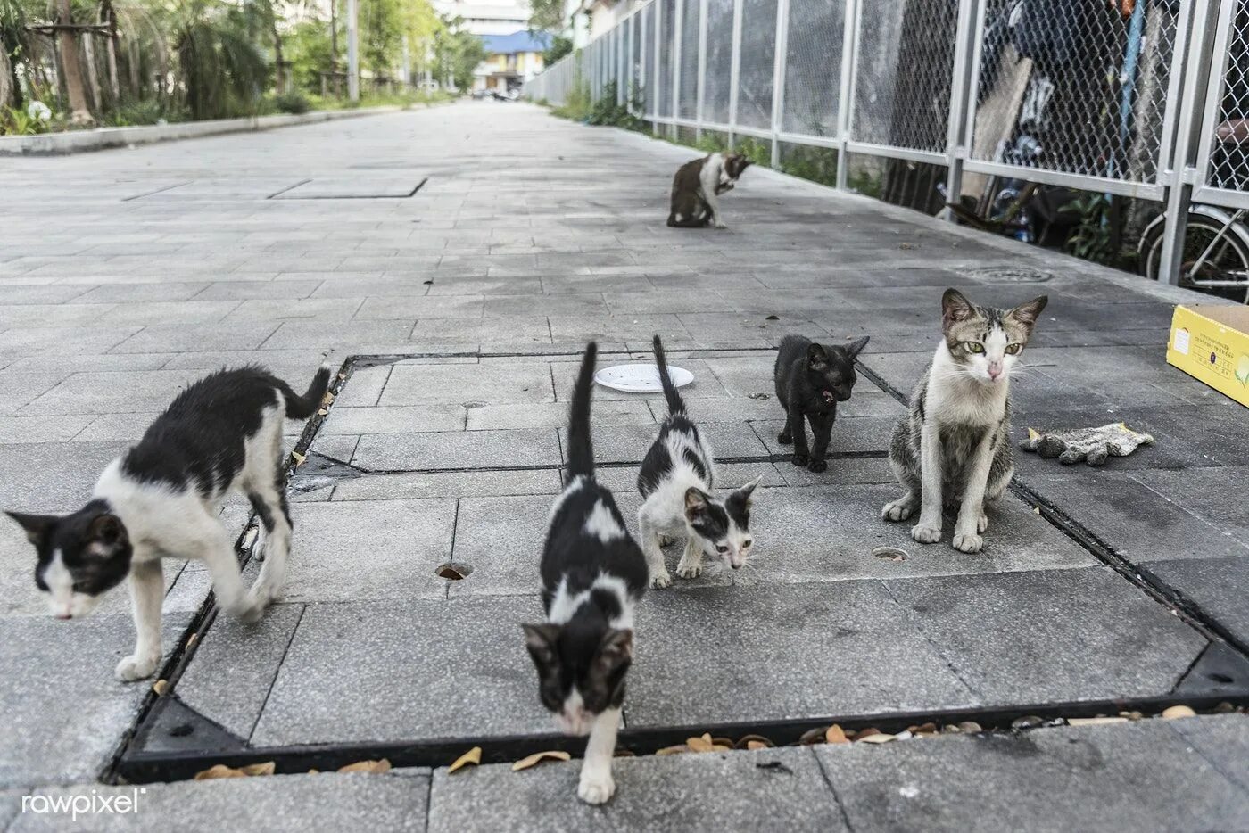 Бездомные кошки и собаки. Кошка в монастыре. Фото кошек и собак. Dog cat streets. Собаки и кошки на улице.