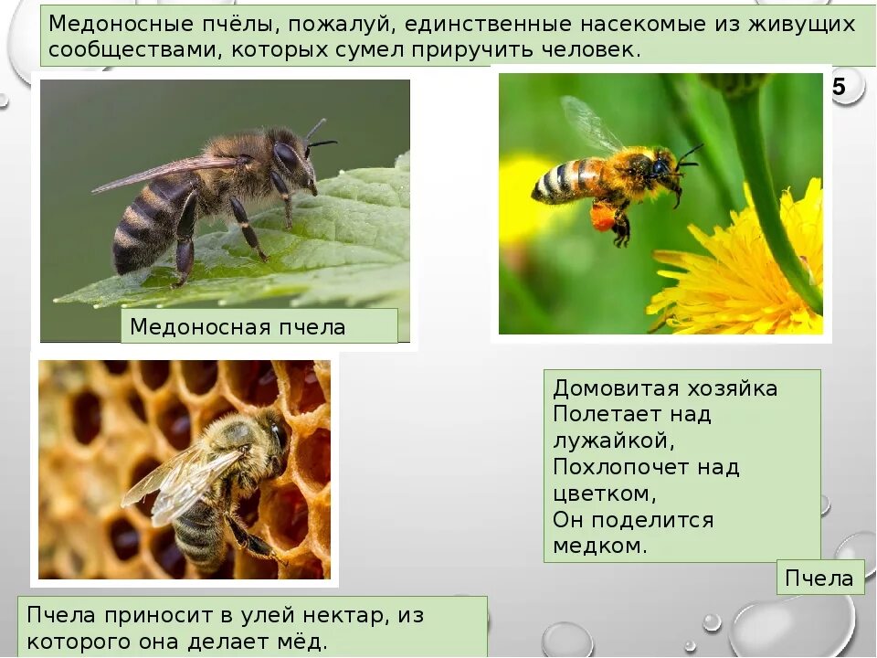 Общественные насекомые. Пчелы общественные насекомые. Медоносная пчела пчелиная семья. Общественные насекомые рабочие. Пчелы общественные насекомые сообщение.