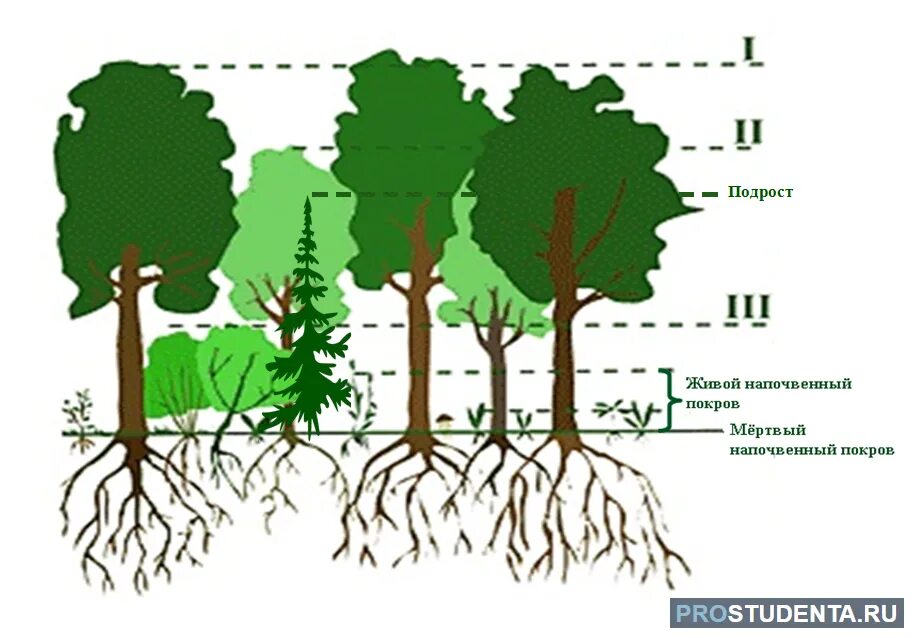 Сходства и различия надземных и подземных ярусов. Ярусность древостоя леса. Ярусность с подлеском. Ярусность леса фитоценоз. Ярусность лесного фитоценоза.