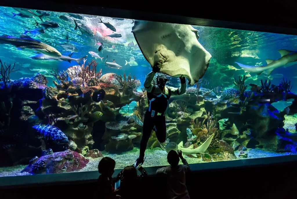 Океанариум нептун в санкт-петербурге. Океанариум планета нептун. Билет в океанариум. Океанариум нептун в санкт-петербурге. Океанариум планета нептун.