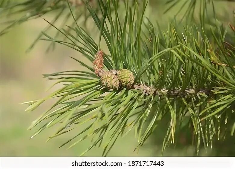 Pine up. Pine up