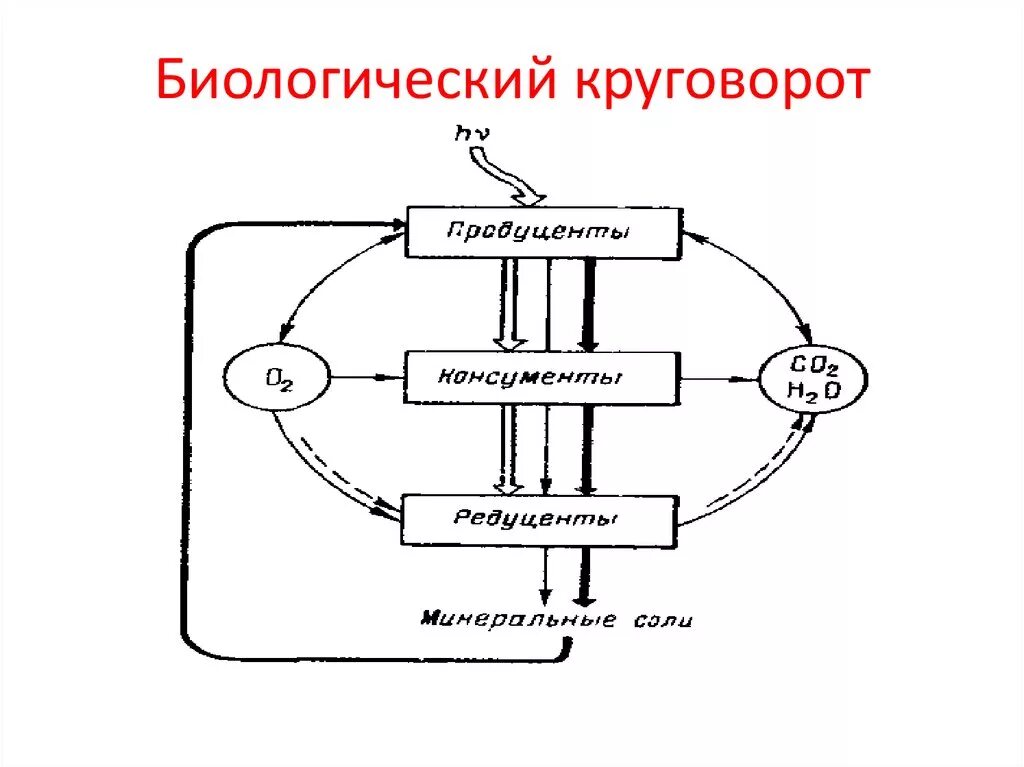 Дополни цепочку биологического круговорота. Схема биологического круговорота веществ. Малый биологический круговорот схема. Упрощённая схема биологического круговорота веществ. Биологический малый круговорот веществ схема.