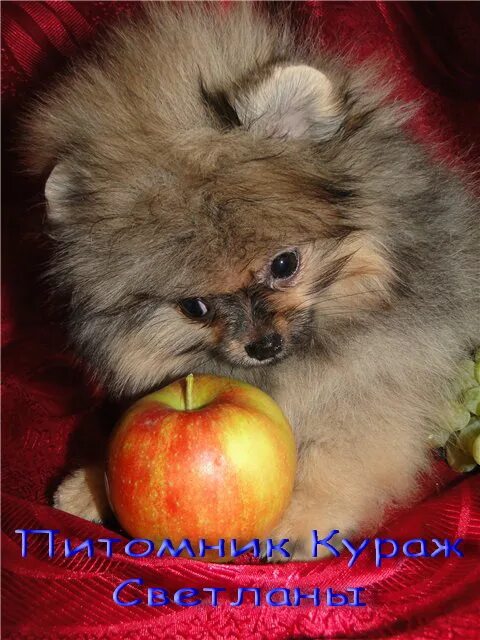 Питомник кураж. Питомник кураж