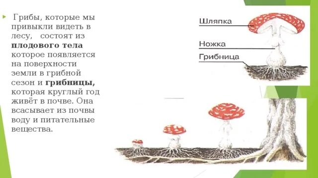 Структура образующая элементов. Сферическая мицелла. Строение растительной ткани. Конус название элементов. Общая структурная схема эвм назначение основных элементов.