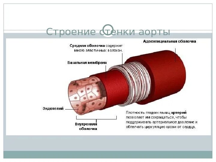 Строение стенки сосуда аорта. Строение стенки аорты анатомия. Оболочки стенки артерии схема. Строение сосудистой стенки артерий. Мышечный слой артерий и вен