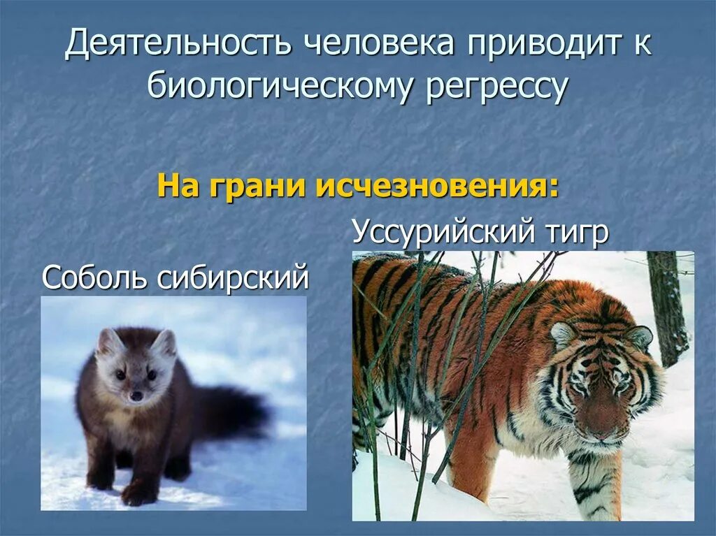 Уссурийский тигр и панда являются представителями. Биологический регресс Уссурийский тигр. Биологический регресс. Амурский тигр ароморфоз. Биологический регресс примеры.