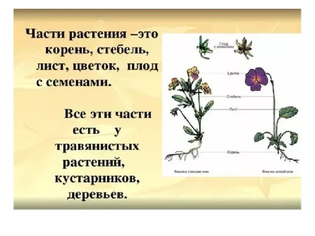 Жизни описание корень. Части растения. Строение частей растения. Корень стебель лист цветок плод семя это. Строение растений 3 класс.