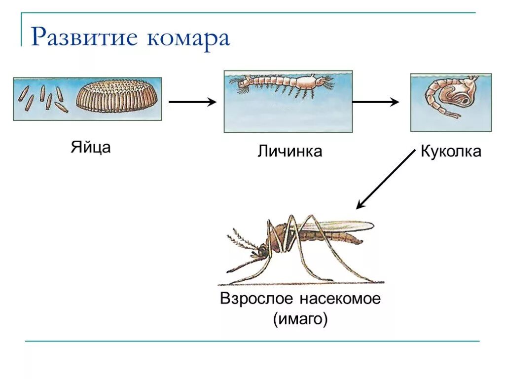 Стадии развития комара обыкновенного. Цикл развития комара схема. Стадии развития комаров. Развитие комара с полным превращением схема.