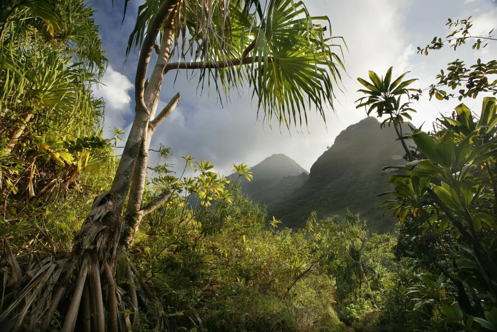 Долина Калалау, Гавайи. Тропические леса на Гавайях. Тропические леса Бразилии пальми. Горы в тропиках.