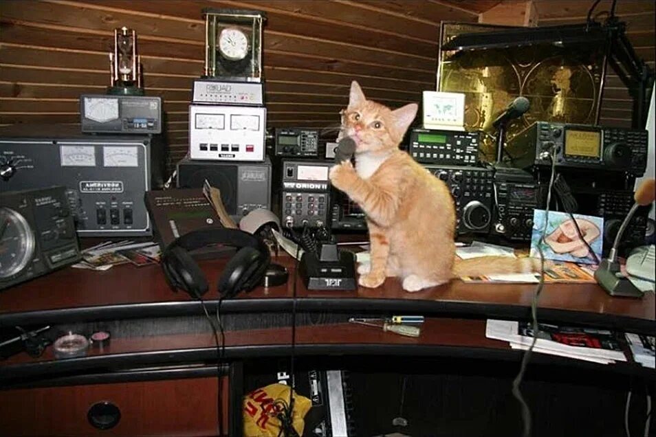 День радио. Коты радиолюбители. С днем радиолюбителя открытка. Кот Радиолюбитель.