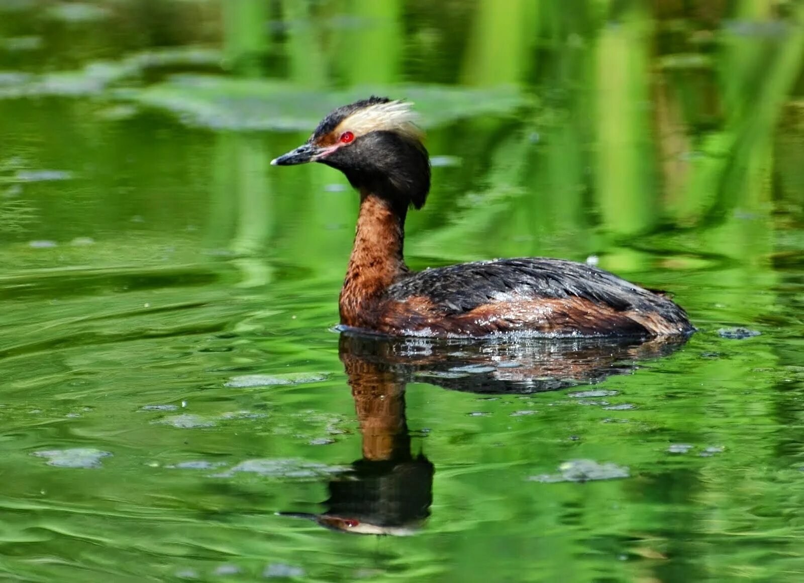 Красношейная поганка. Красношейная поганка (Podiceps auritus). Чомга красношейная. 1. Красношейная поганка. Маленькая поганка