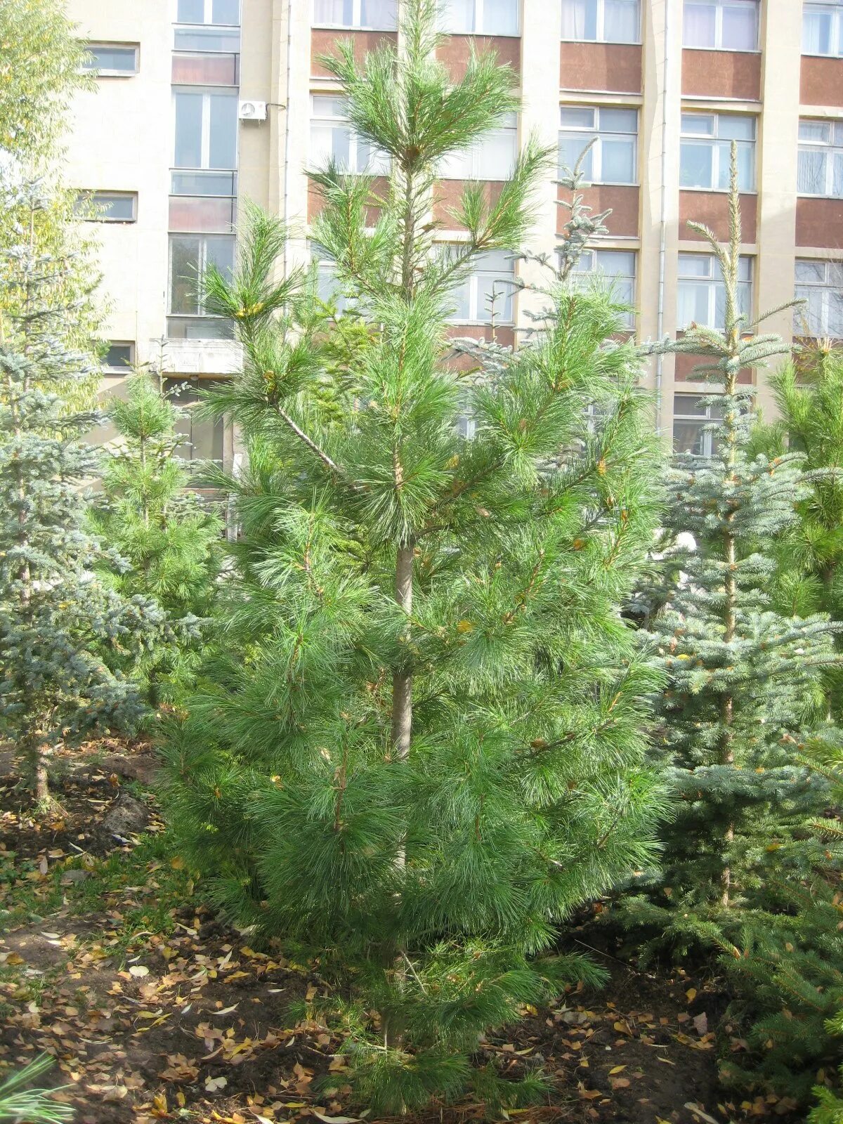 Кедровая 2. Сибирский кедр (pinus sibirica du tour). Картинка с двумя кедрами. Сосна кедровая сибирская сибирский кедр сеянец. Кедр 2.