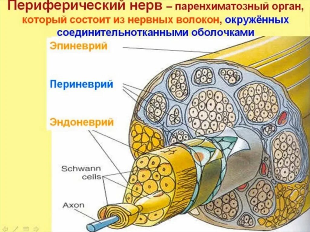 Оболочки нерва эндоневрий периневрий эпиневрий. Схема строения периферического нерва. Поперечный срез периферического нерва. Морфофункциональное строение периферического нерва.. Внутреннее строение нерва