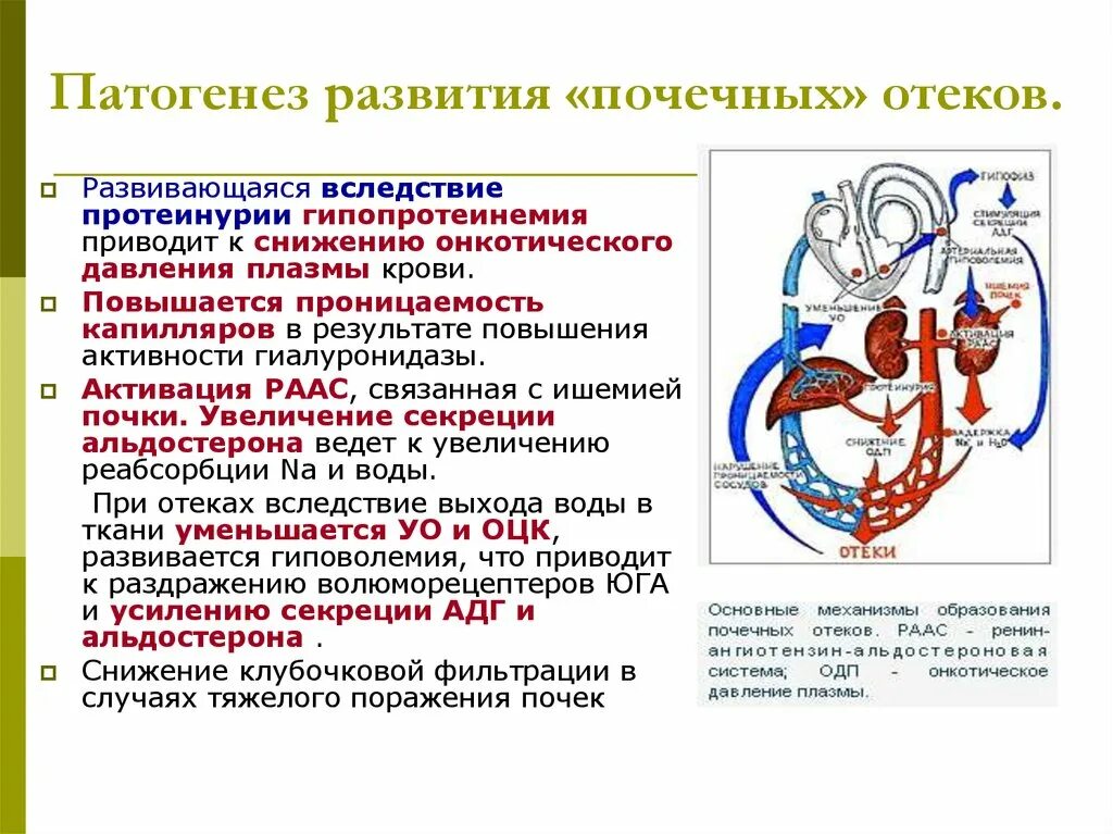 Механизм развития отеков почек. Механизм развития отеков при поражении почек. Механизмы развития отеков при патологии почек. Патогенез почечных отеков. Патогенез почки