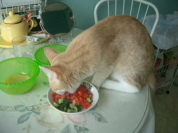 Как кошкам выдирают ногти ветеринары видео обзор. Котенок ест сырое мясо. Кошка не ест три дня. Кошка не ест три дня. Кошка не ест три дня.