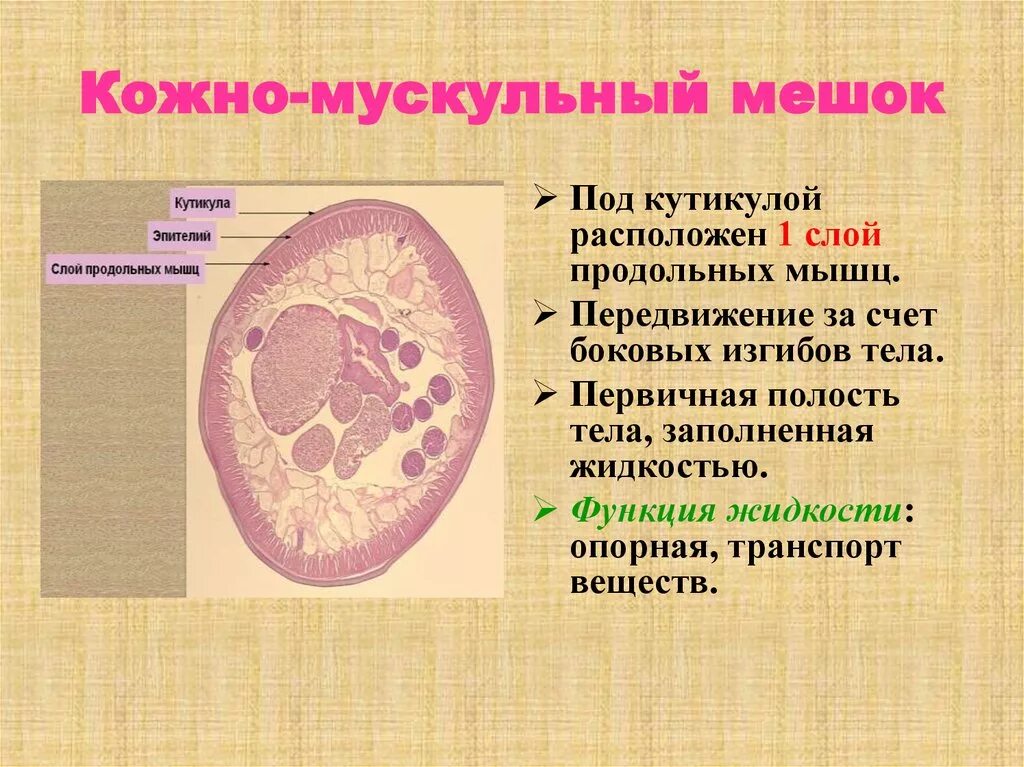 Круглые черви функции кожно-мускульного мешка. Кожномускульный мешрок. Строение кожно мускульного мешка. Кожно мускульный мешок функции строение. Мускульный мешок круглых червей