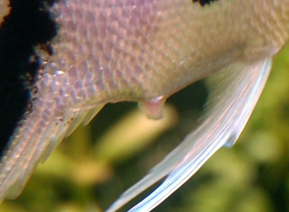 Рыбки скалярий самец самка. Скалярия аквариумная рыбка. Яйцеклад у скалярии. Икра скалярии. Как отличить самца скалярии