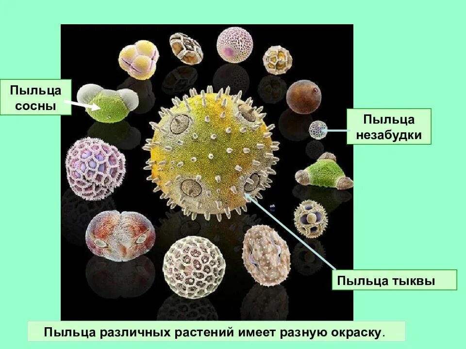 Пыльца микроскопия палинология. Метод споро-пыльцевого анализа. Пыльцевые зерна растений. Палинологический анализ. Пыльца и споры