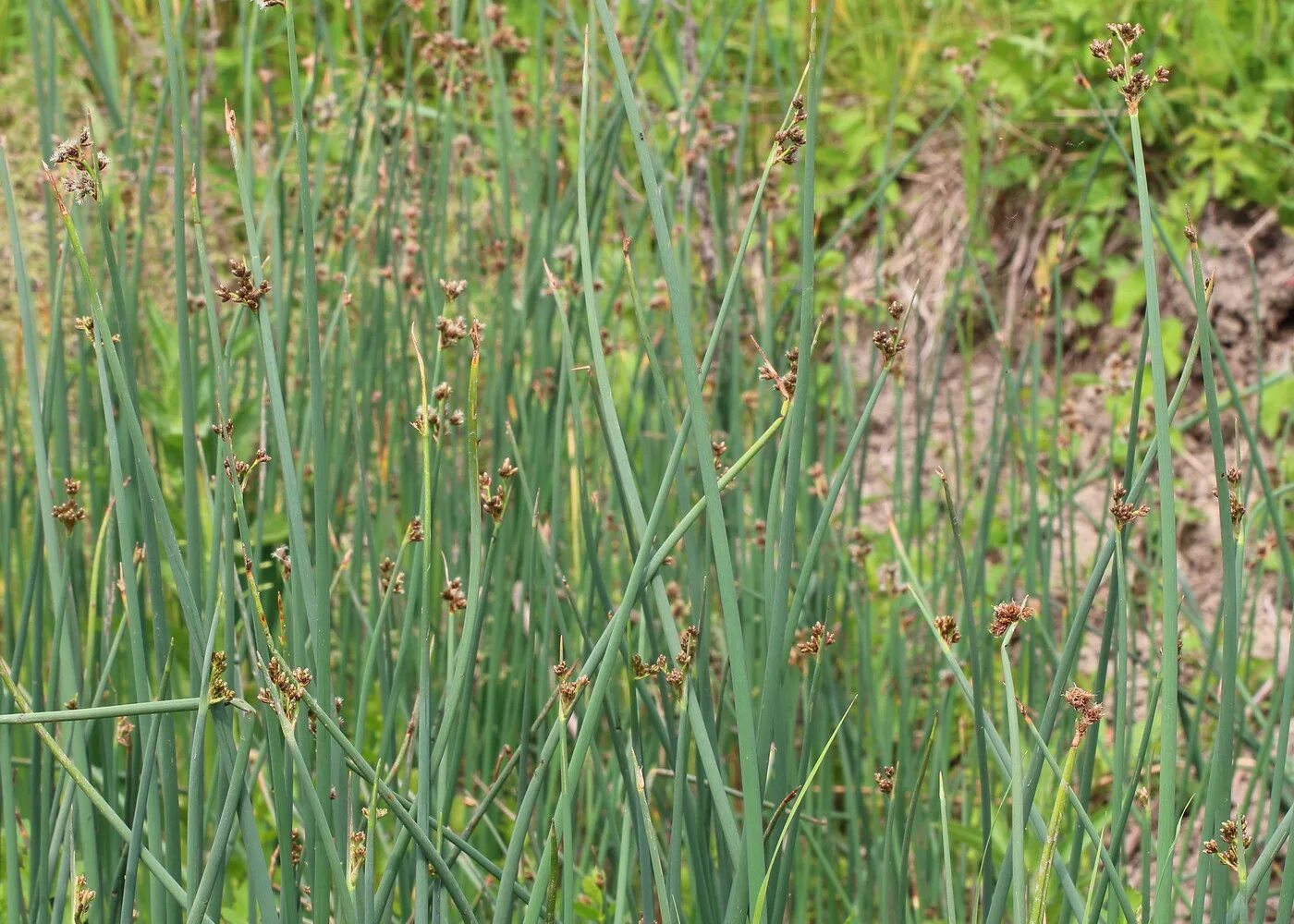 Похожа на болотную. Схеноплектус Озерный. Камыш Озёрный Scirpus lacustris. Камыш Табернемонтана. Схеноплектус Табернемонтана.