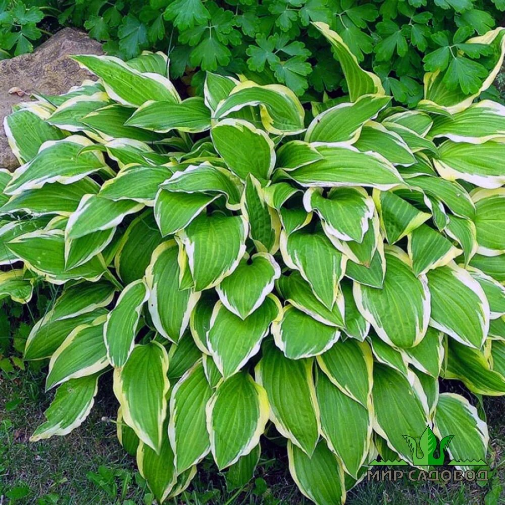 Хоста корень. Хоста гибридная antioch. хоста антиох. хоста антиох antioch. hosta antioch хоста.