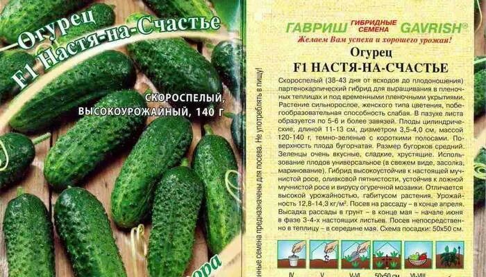 Огурцы пять звезд описание сорта фото отзывы Фитостудия-63.ру