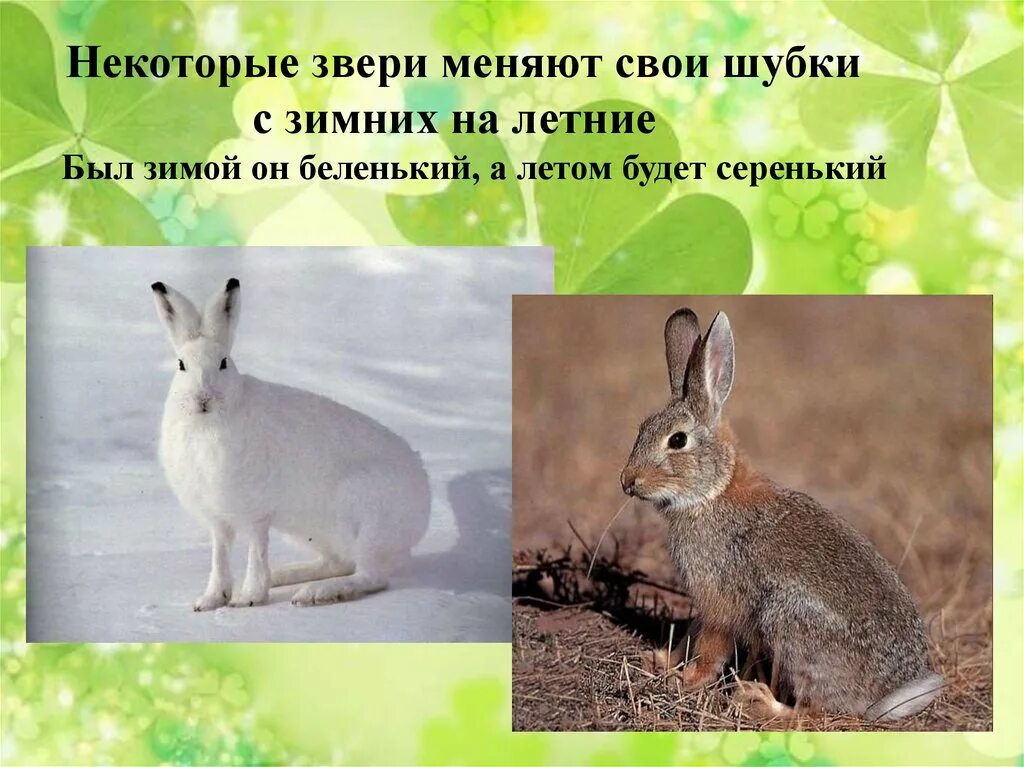 У каких животных меняется окраска
