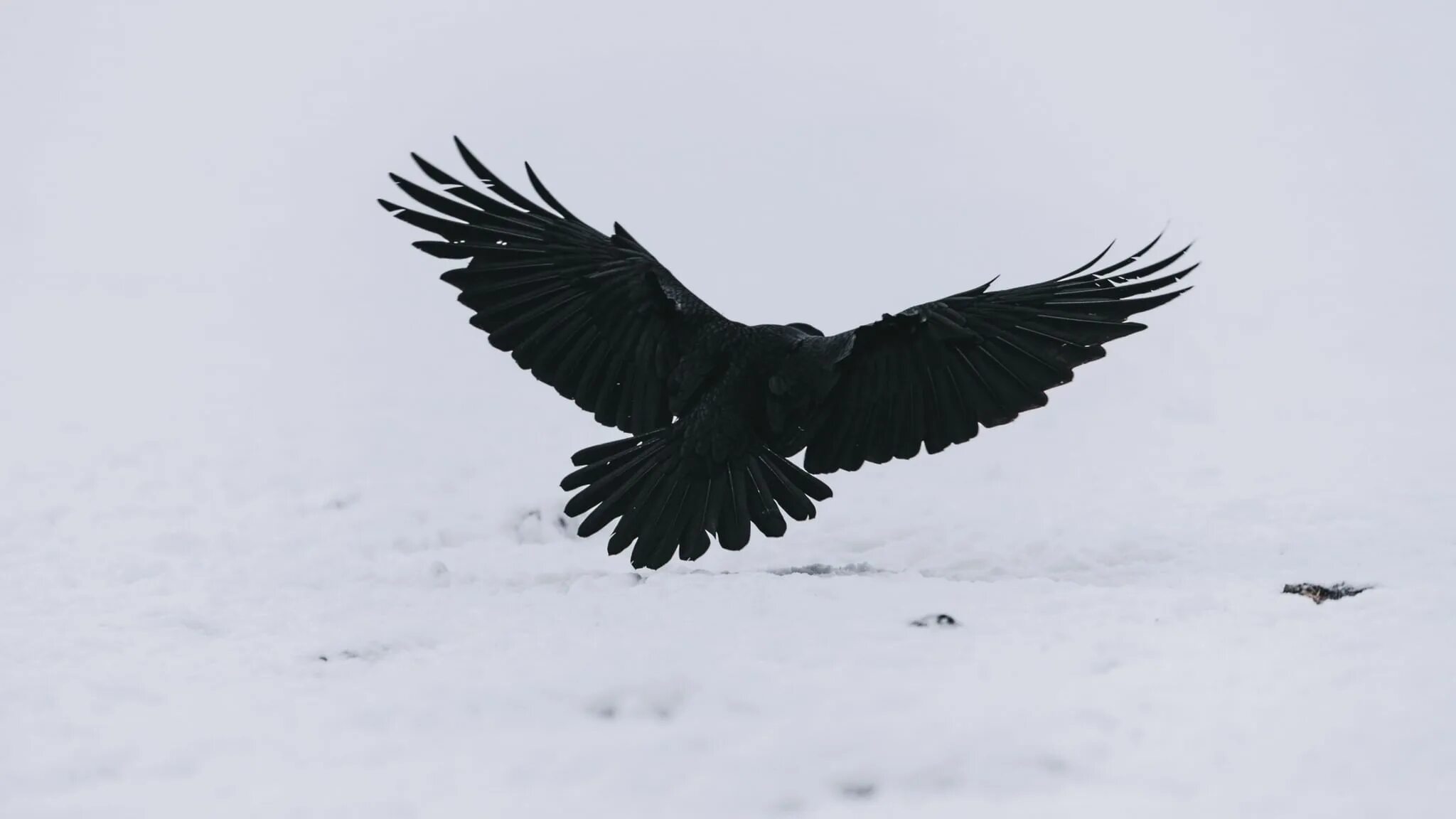 Ворон знает ответ. Вороны кружат. ворон тест. вороны кружат в киеве.